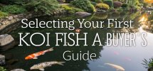 choosing your first koi
