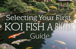 choosing your first koi