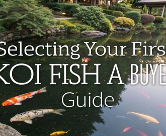 choosing your first koi