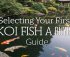 choosing your first koi