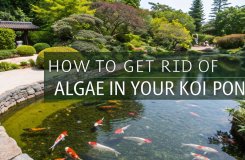eliminate algae from pond
