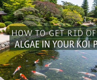 eliminate algae from pond