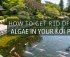 eliminate algae from pond