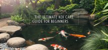 koi care for beginners