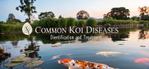 koi disease identification and treatment