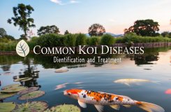 koi disease identification and treatment