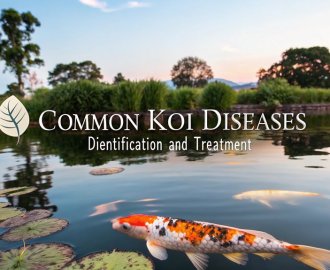 koi disease identification and treatment