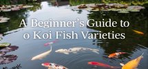 koi fish variety overview