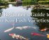 koi fish variety overview