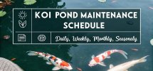 koi pond care routine