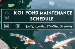 koi pond care routine
