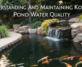 koi pond water quality