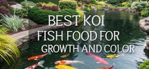 optimal koi nutrition guide