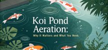 importance of koi pond aeration