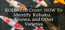 koi breed identification guide