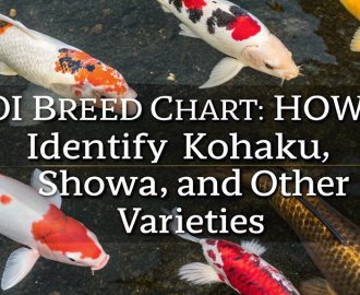 koi breed identification guide