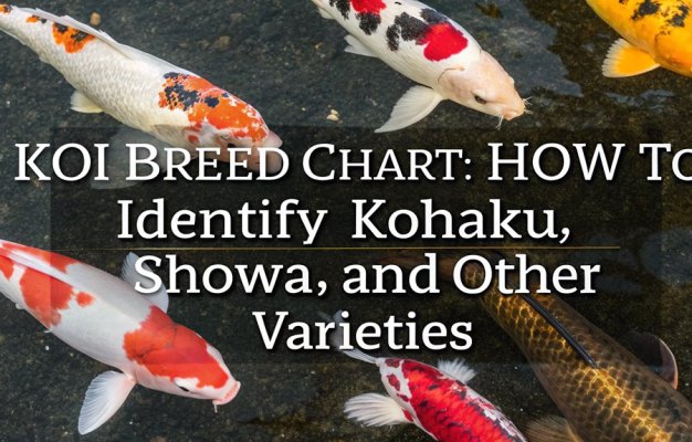 koi breed identification guide