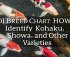koi breed identification guide