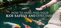 koi feeding safety tips