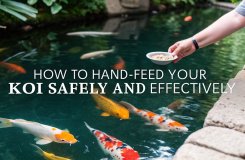 koi feeding safety tips