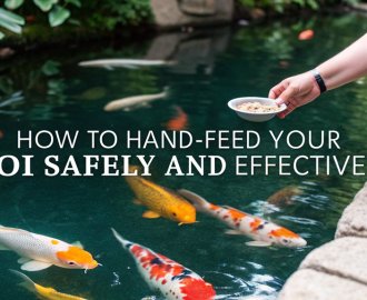 koi feeding safety tips