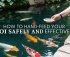 koi feeding safety tips