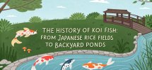 koi fish cultural significance