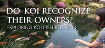 koi fish owner recognition