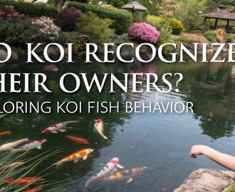 koi fish owner recognition