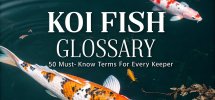 koi fish terminology guide