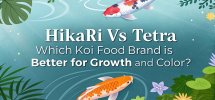 koi food brand comparison