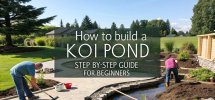 koi pond construction guide