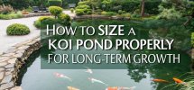 koi pond sizing guidelines