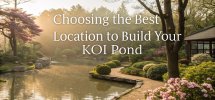 optimal site for koi pond