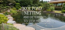 protecting koi from predators
