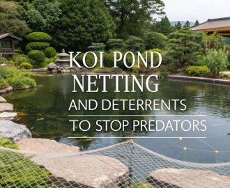 protecting koi from predators