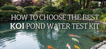 selecting ideal koi pond test