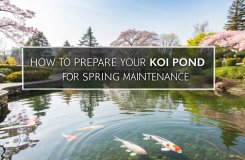 spring koi pond preparation