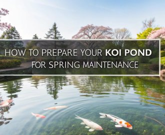 spring koi pond preparation