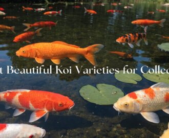 beautiful koi collectible varieties