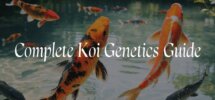 comprehensive koi breeding guide