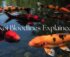 different koi breeds identified