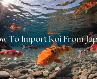 importing japanese koi