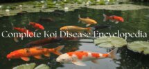 koi disease comprehensive guide