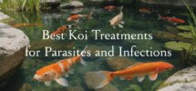 koi parasite treatment options