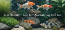 koi quarantine hospital tanks