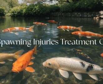 koi spawning injury care