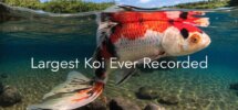 largest koi record