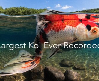 largest koi record
