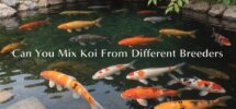 mixing koi from breeders
